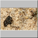 Miscophus ater - Grabwespe 001e 5mm - Paarung mit Spinne und Trabantenfliege - OS-Wallenhorst-Sandgrube-det.jpg